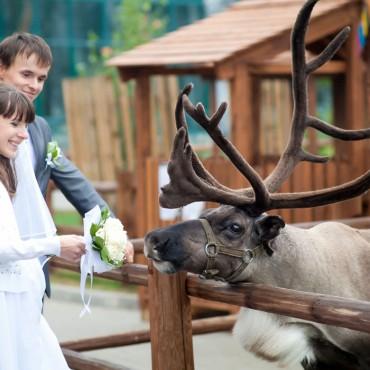 Фотография #501639, свадебная фотосъемка, автор: Наталья Зайцева