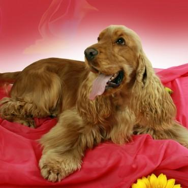 Фотография #112834, , автор: фотостудия "Луна" 