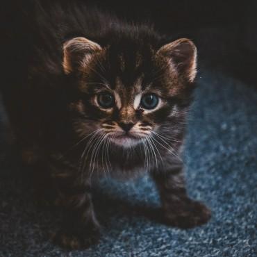 Фотография #122216, , автор: Екатерина Арсланова
