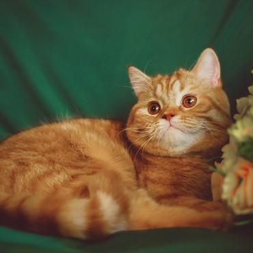 Фотография #122208, , автор: Екатерина Арсланова