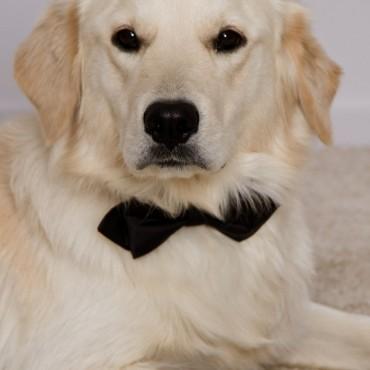 Фотография #130797, , автор: ФотоСтудия "Облик" 