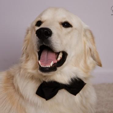 Фотография #130798, , автор: ФотоСтудия "Облик" 